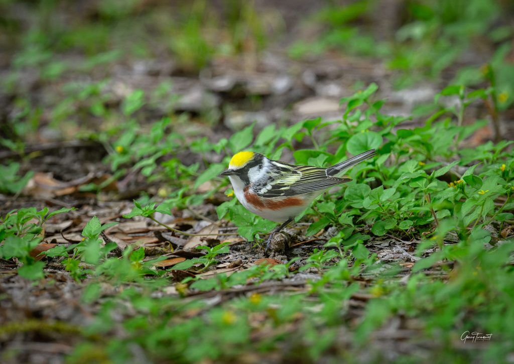 Chestnut sided Warbler taking a break after its long migration flight scaled
