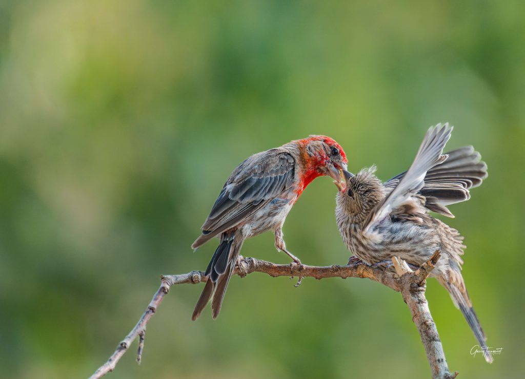 House Finch feeding a hungry fledgling scaled