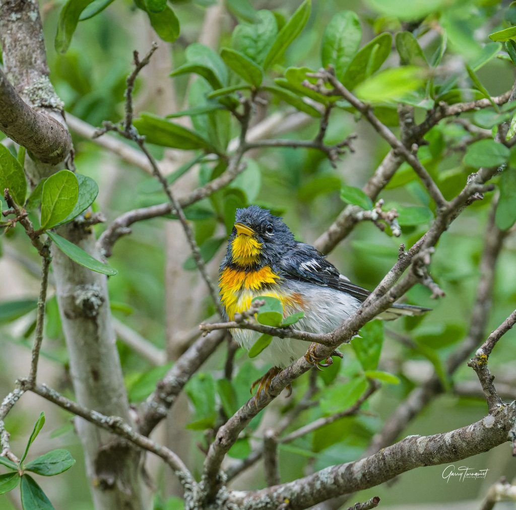 Northern Parula resting in a branch just after he finished his bath  scaled