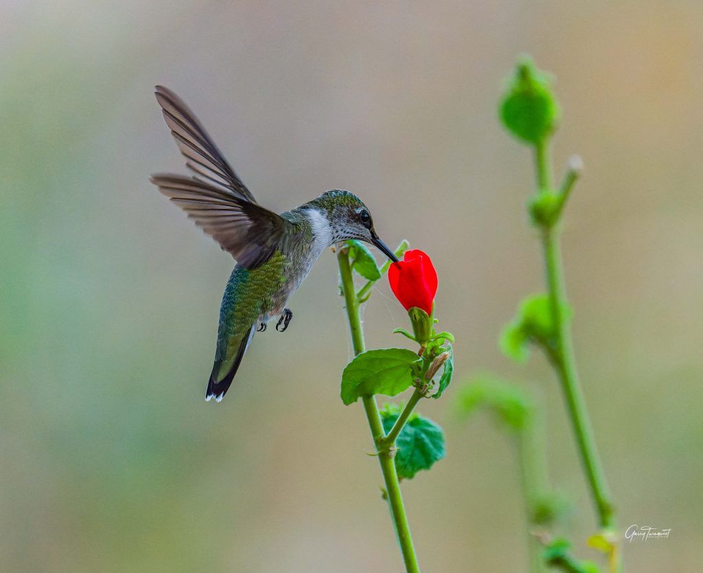Ruby throated Hummingbird enjoying the nectar of a bright red flower of a Turk s cap