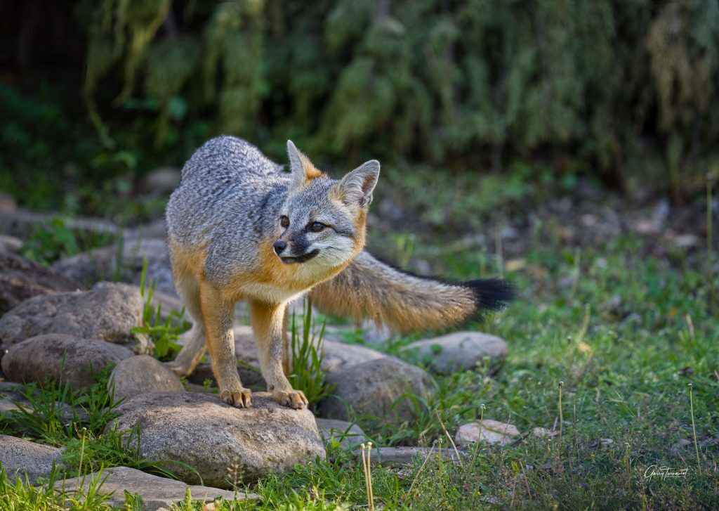 Grey Fox just making sure it is safe to venture out scaled