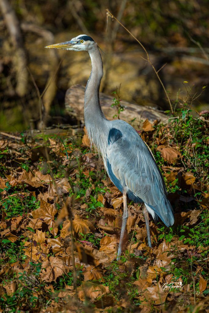 Great Blue Heron